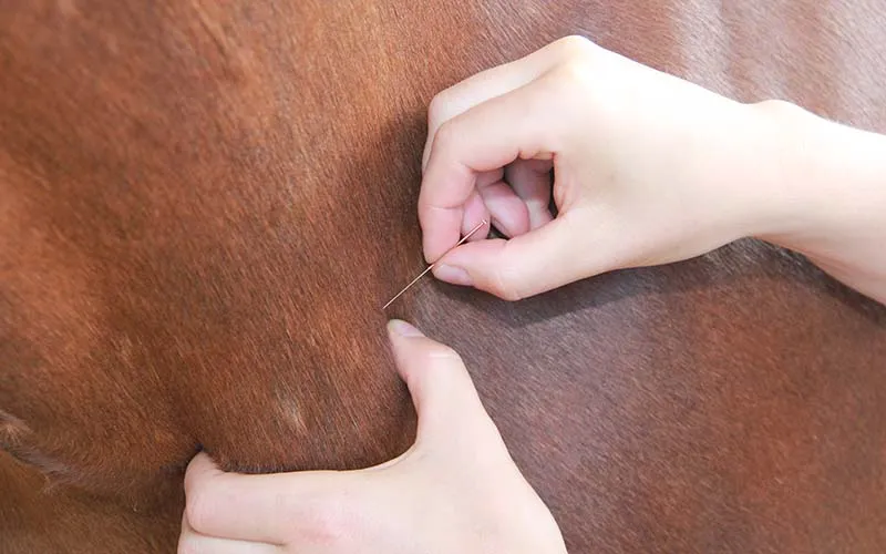 dry-needling wird bei einem Pferd angewandt
