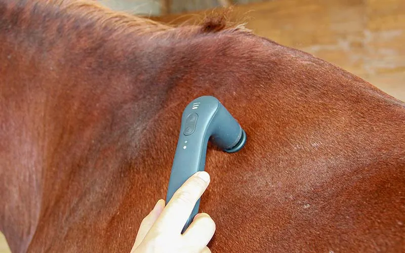 Beispielbild für Schallwellentherapieanwendung am Pferd