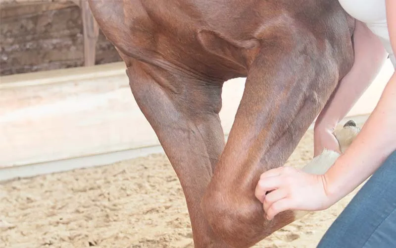 Beispielbild für Überprüfung des Bewegungsapperates am Pferd. Knie des Pferdes wird gebeugt von Therapeut.